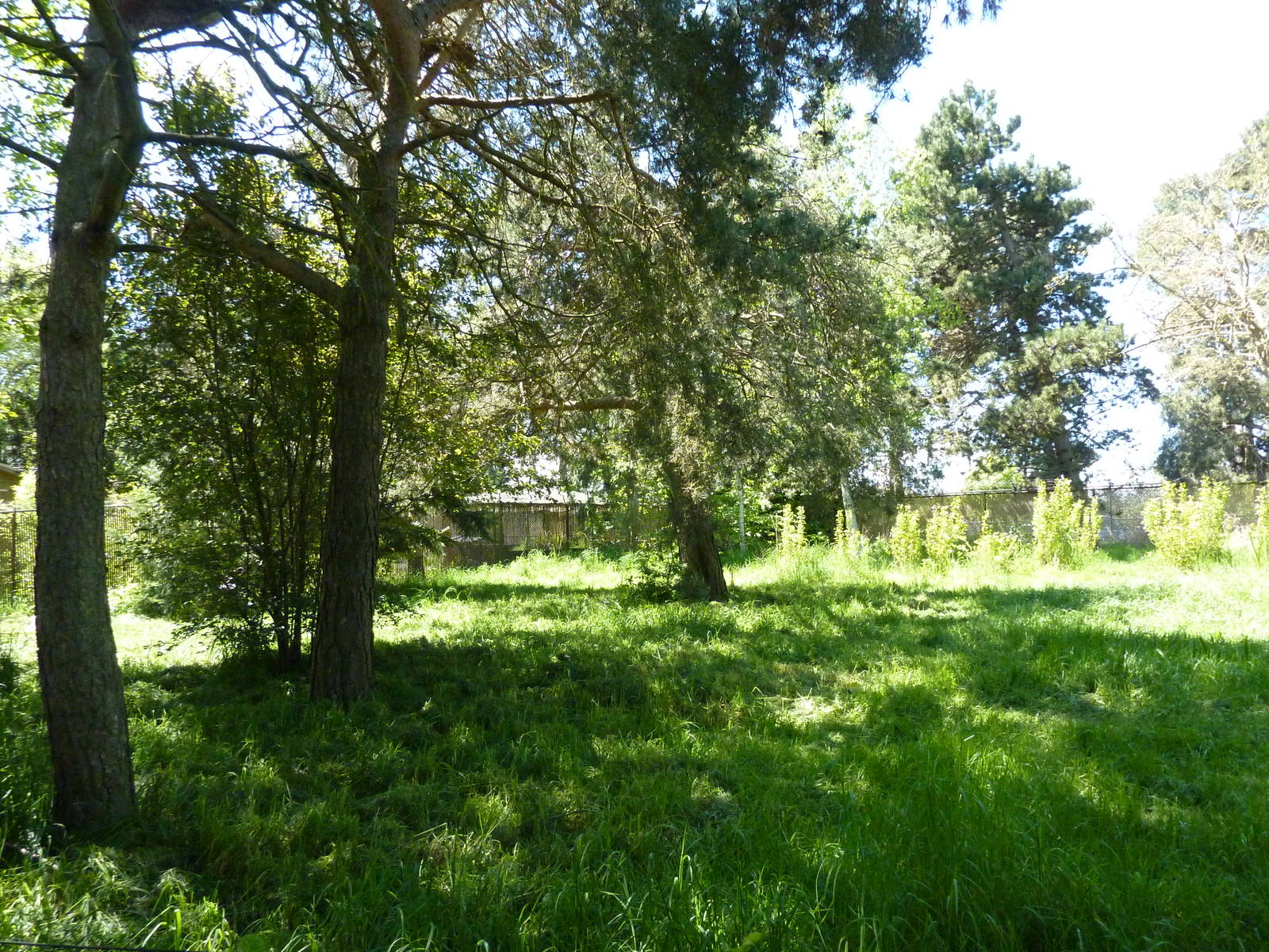 White-Naped Crane Exhibit
