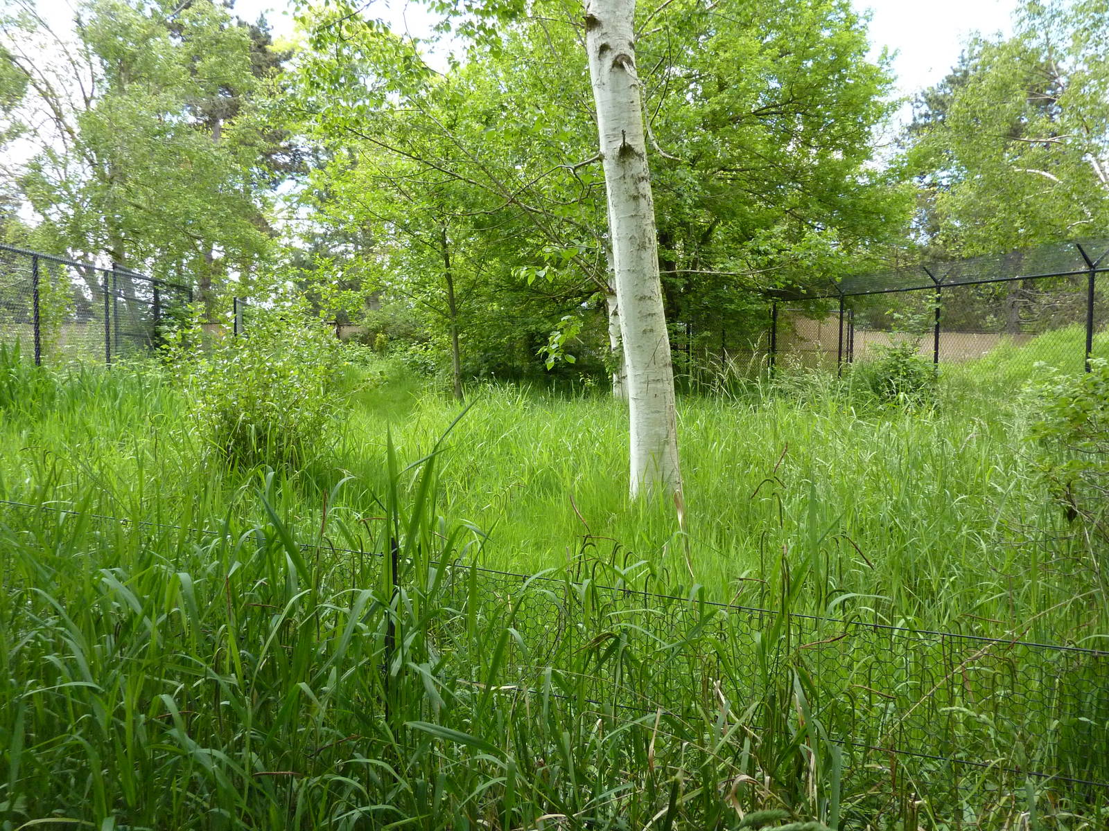 White-Naped Crane Exhibit