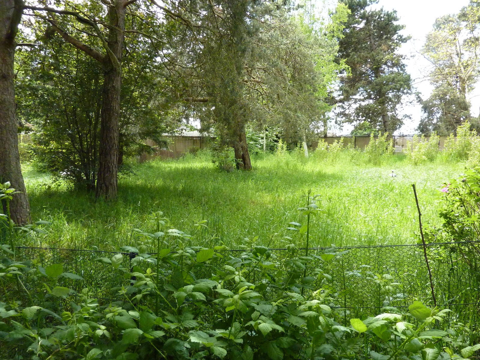 White-Naped Crane Exhibit