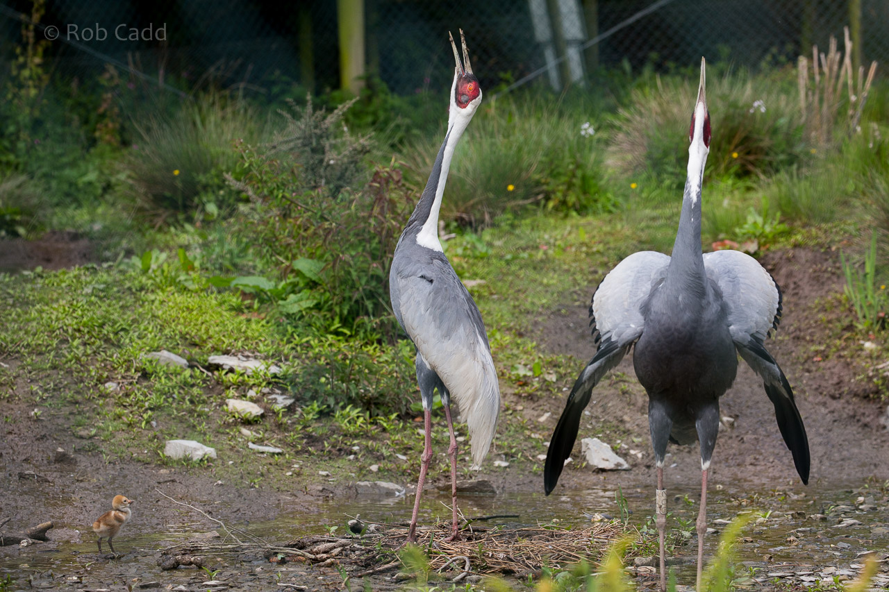 White-naped crane : Exmoor Zoo : 22 May 2015