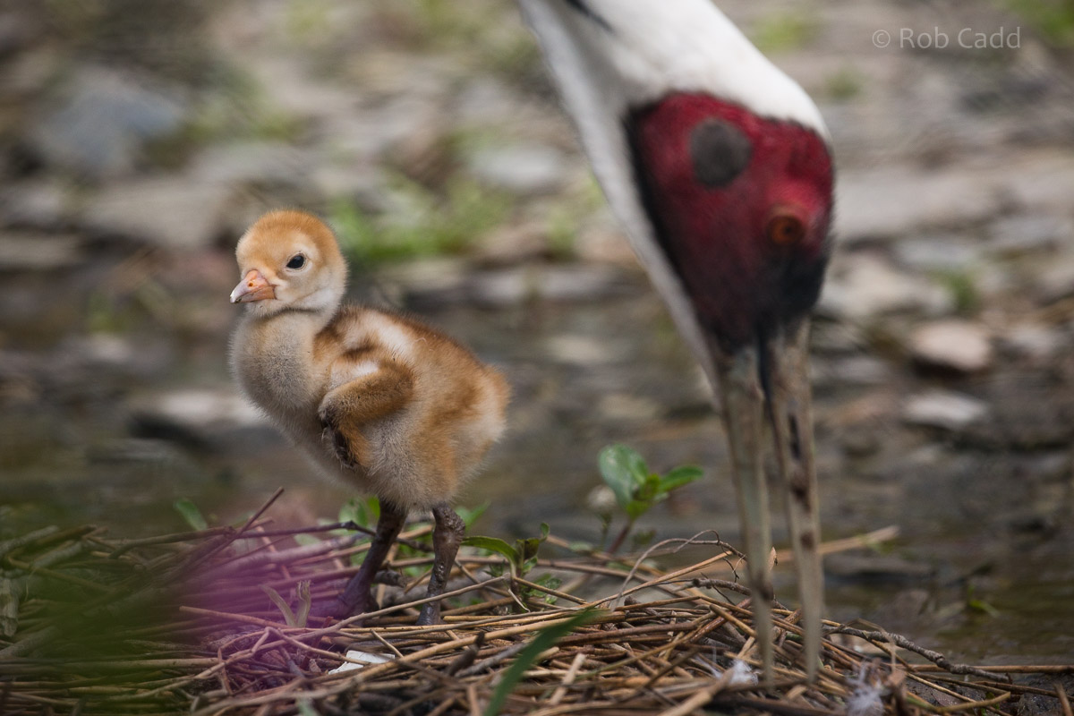 White-naped crane : Exmoor Zoo : 22 May 2015