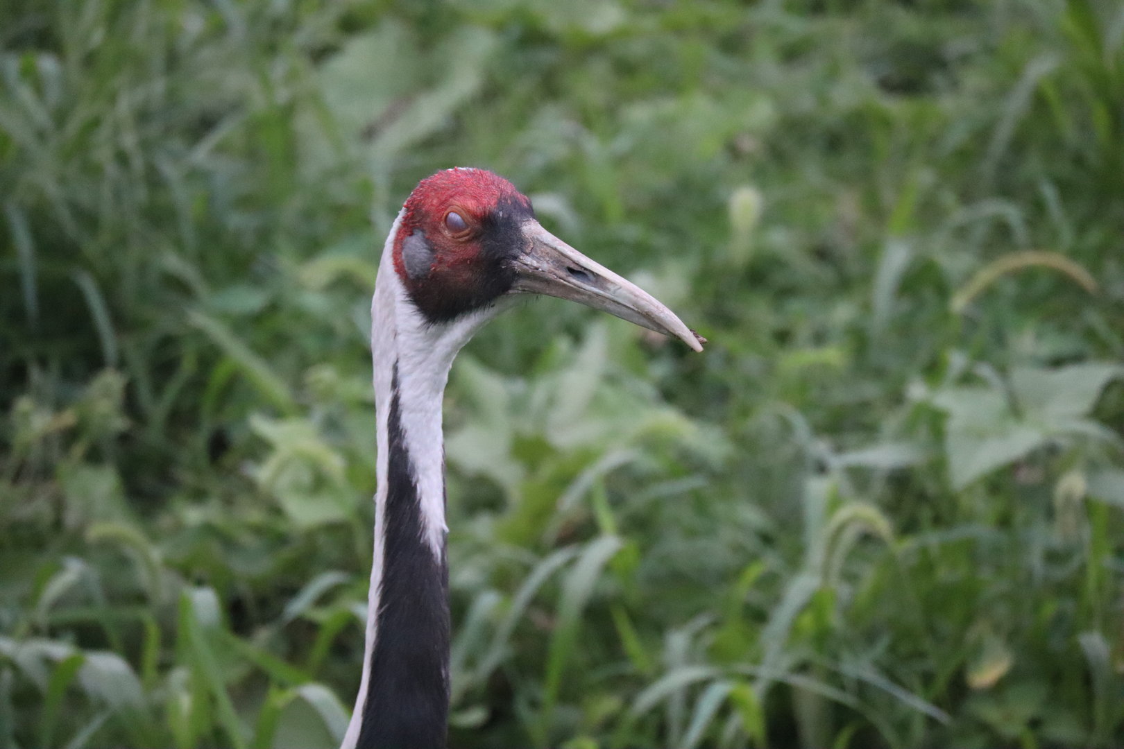 White Naped Crane Eye