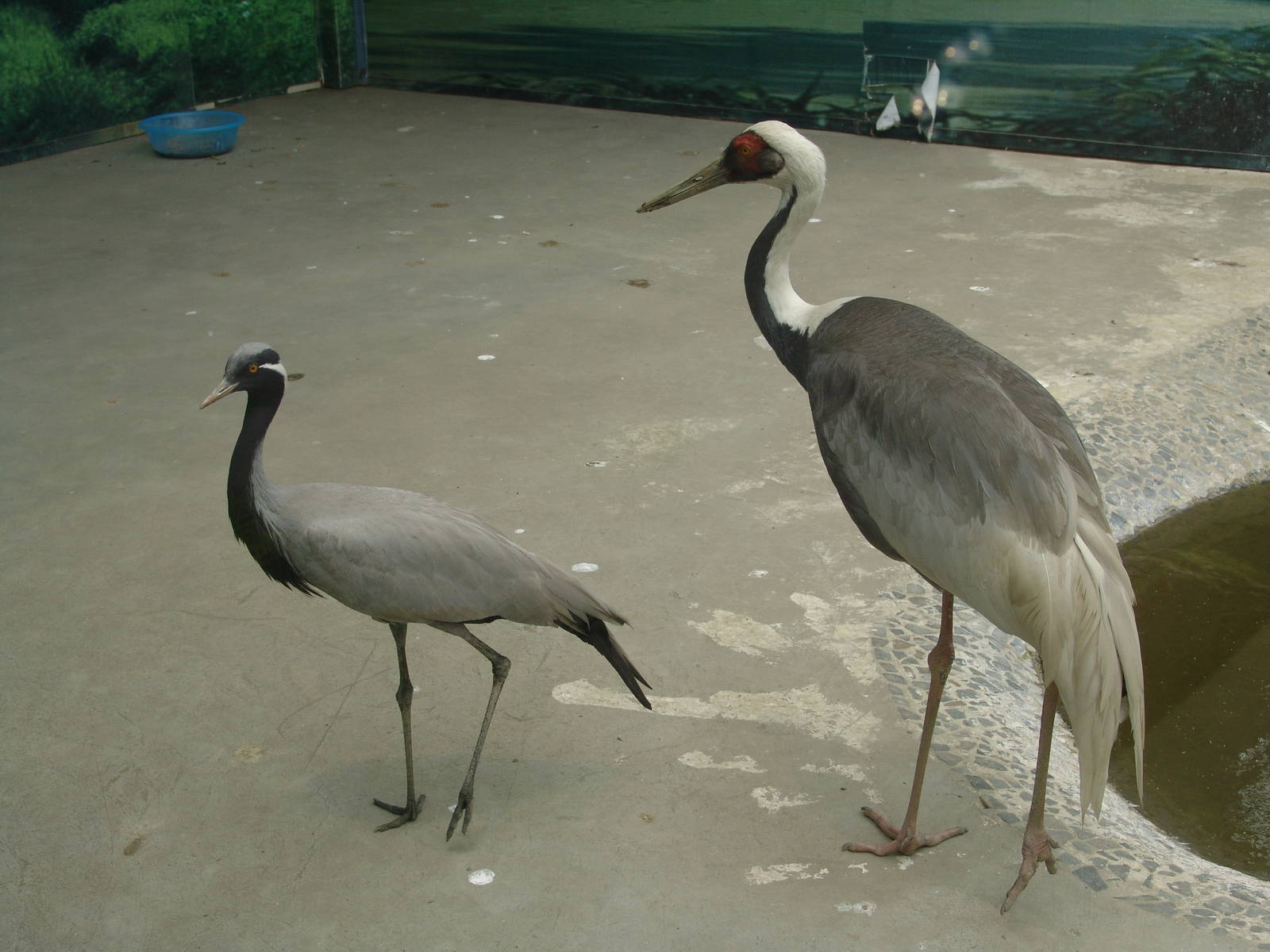 White-naped Crane (Grus vipio) and Demoiselle Crane (Anthropoides virgo)