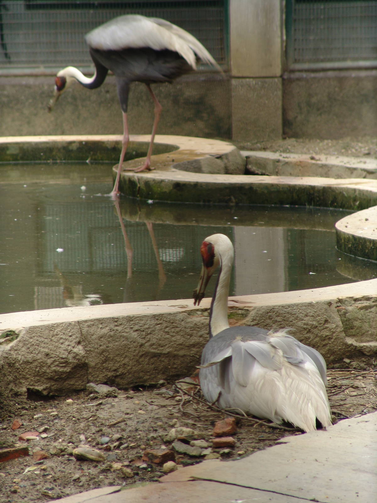 White-naped Crane (Grus vipio)