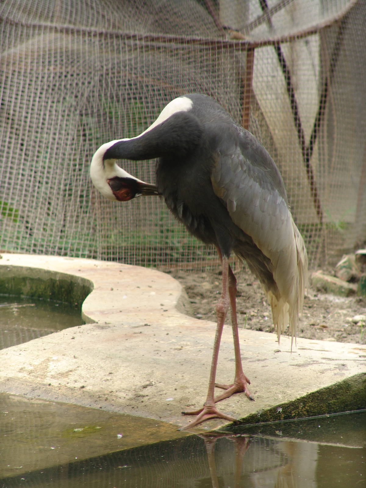 White-naped Crane (Grus vipio)