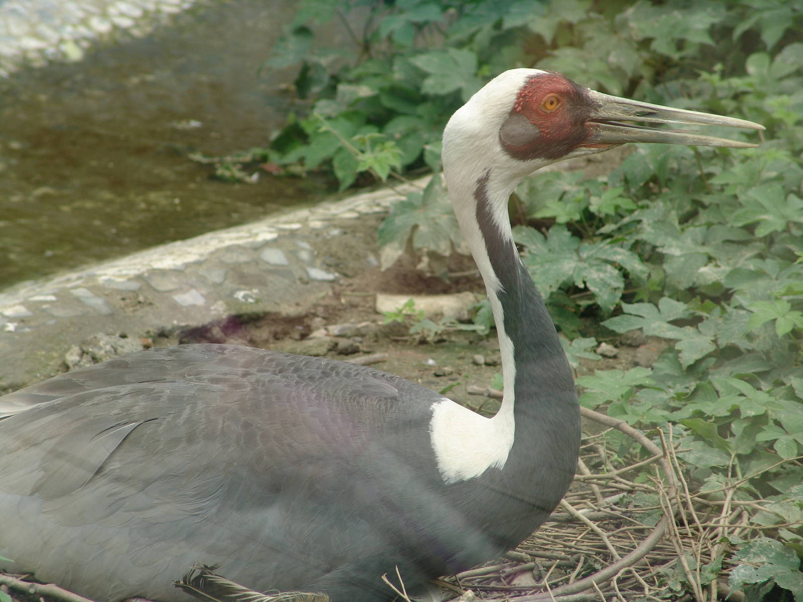 White-naped Crane (Grus vipio)