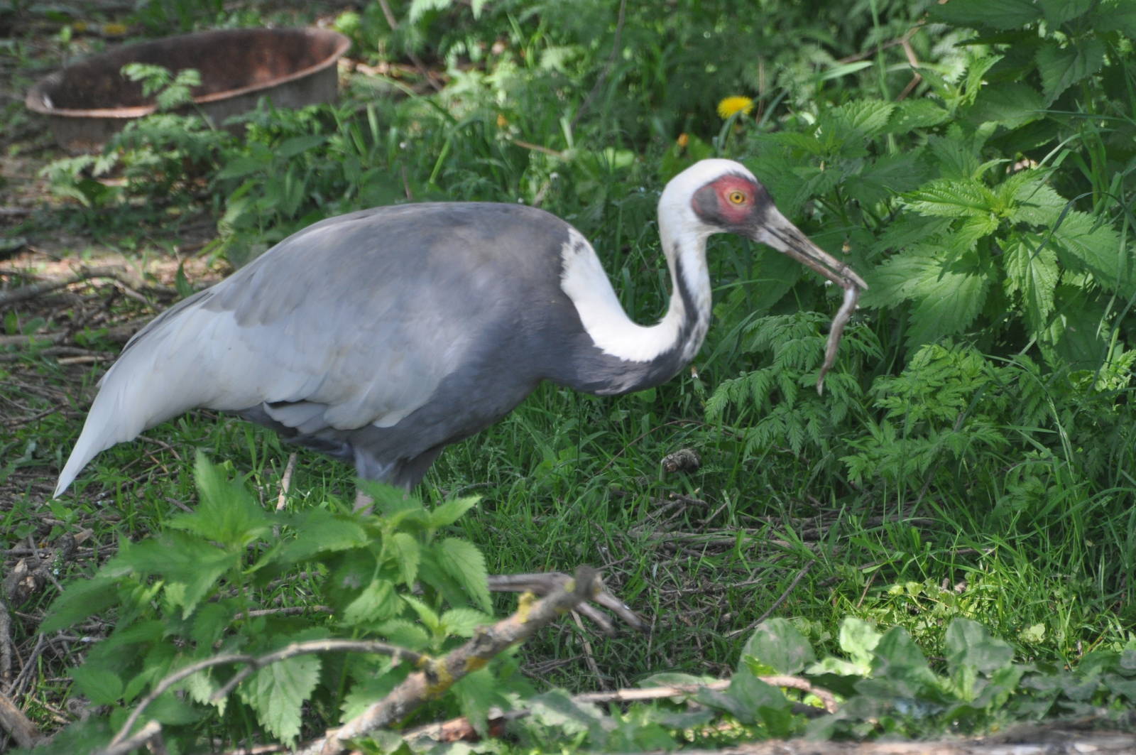 White-naped crane/ Grus vipio