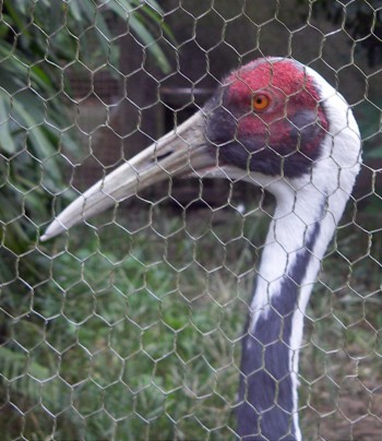 White-naped Crane (Grus vipio)