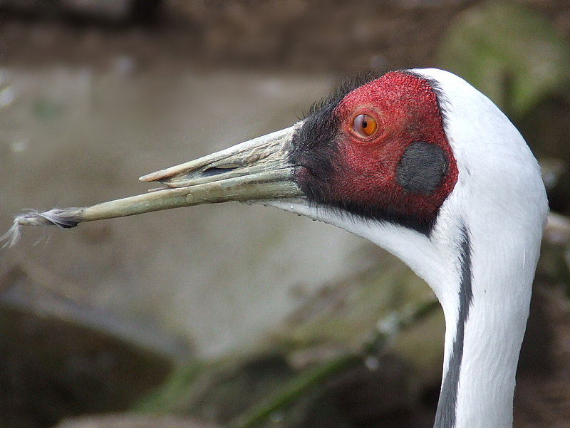 White Naped Crane (Grus vipio)