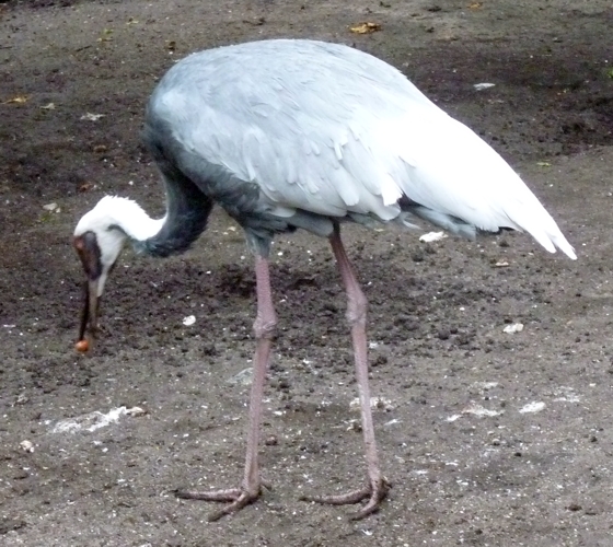 White-naped crane (Grus vipio)