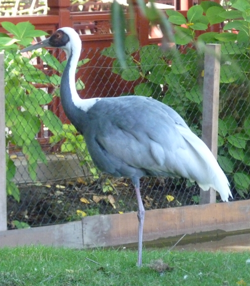 White-naped crane (Grus vipio)
