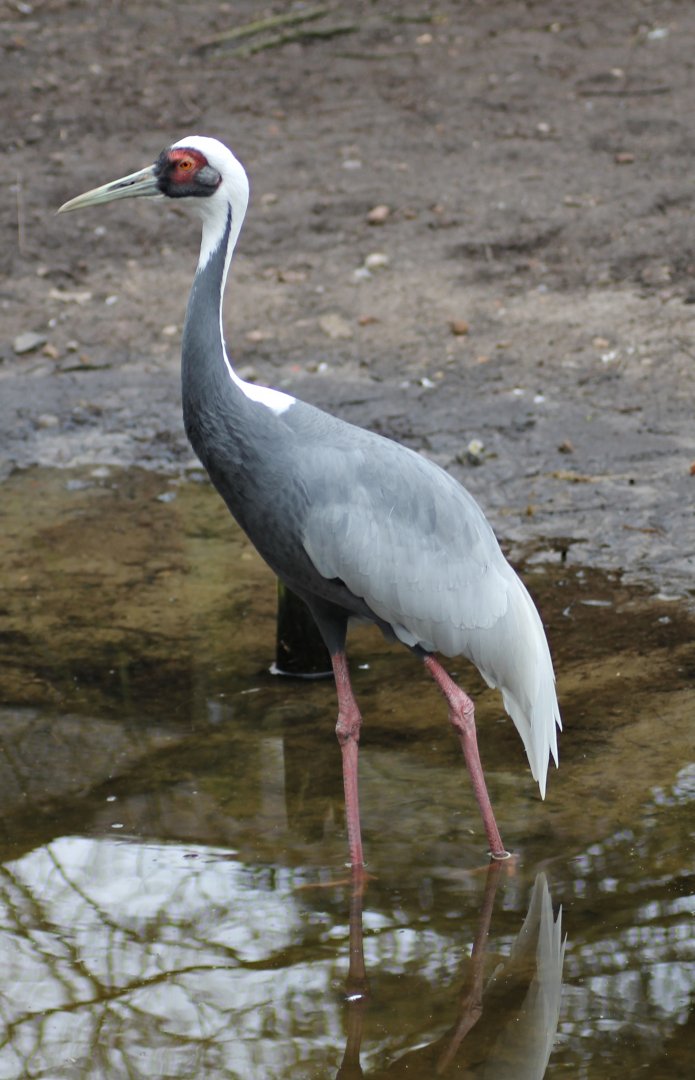White-naped crane (Grus vipio)