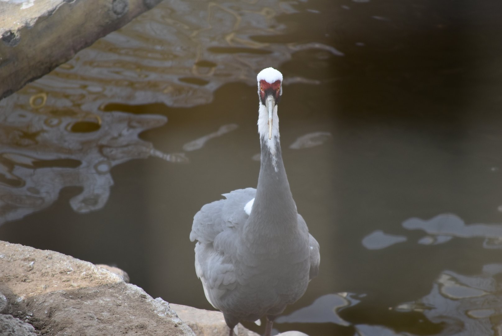 White-naped Crane（Grus vipio）