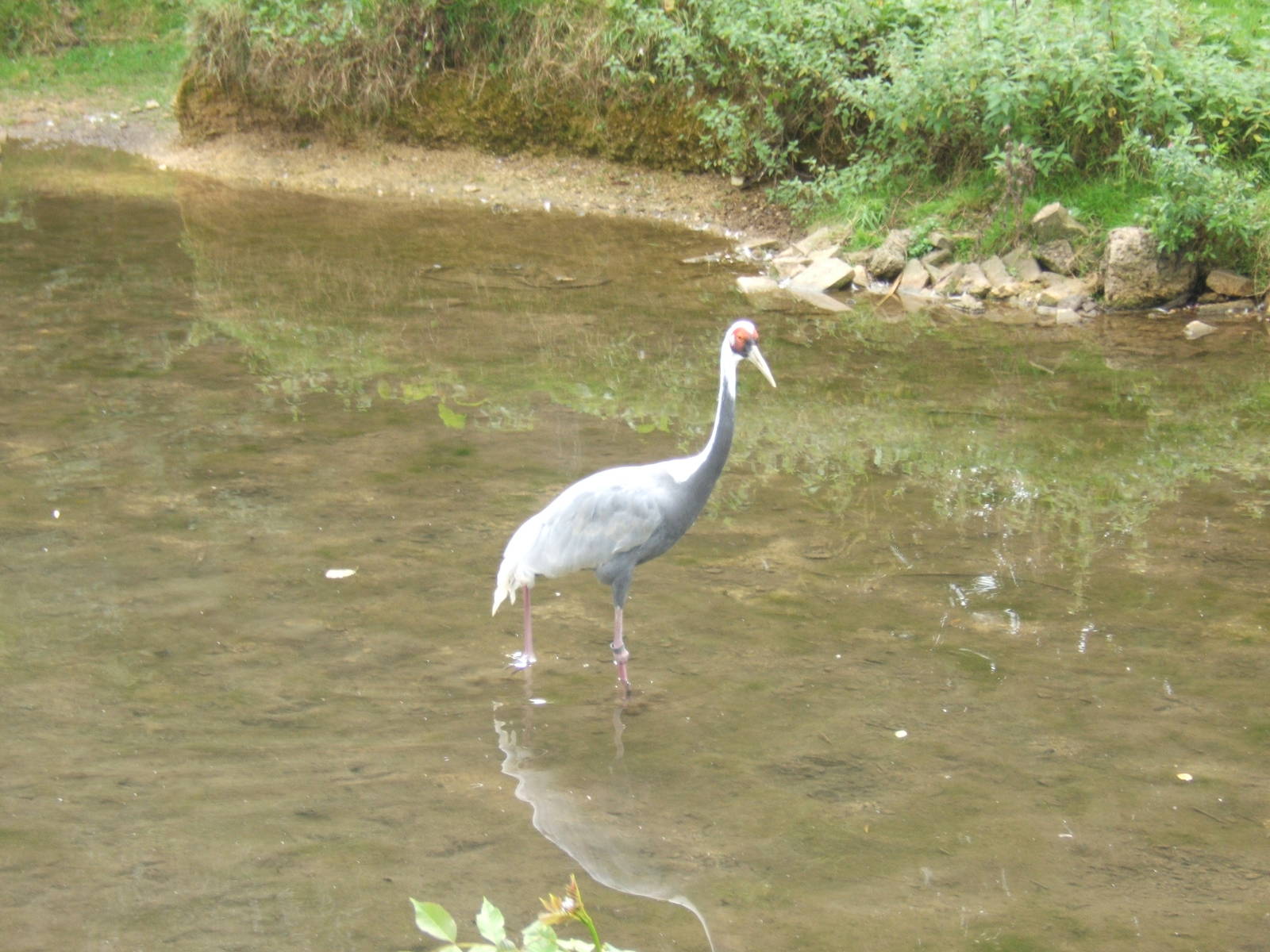 White-naped Crane in the River Windrush