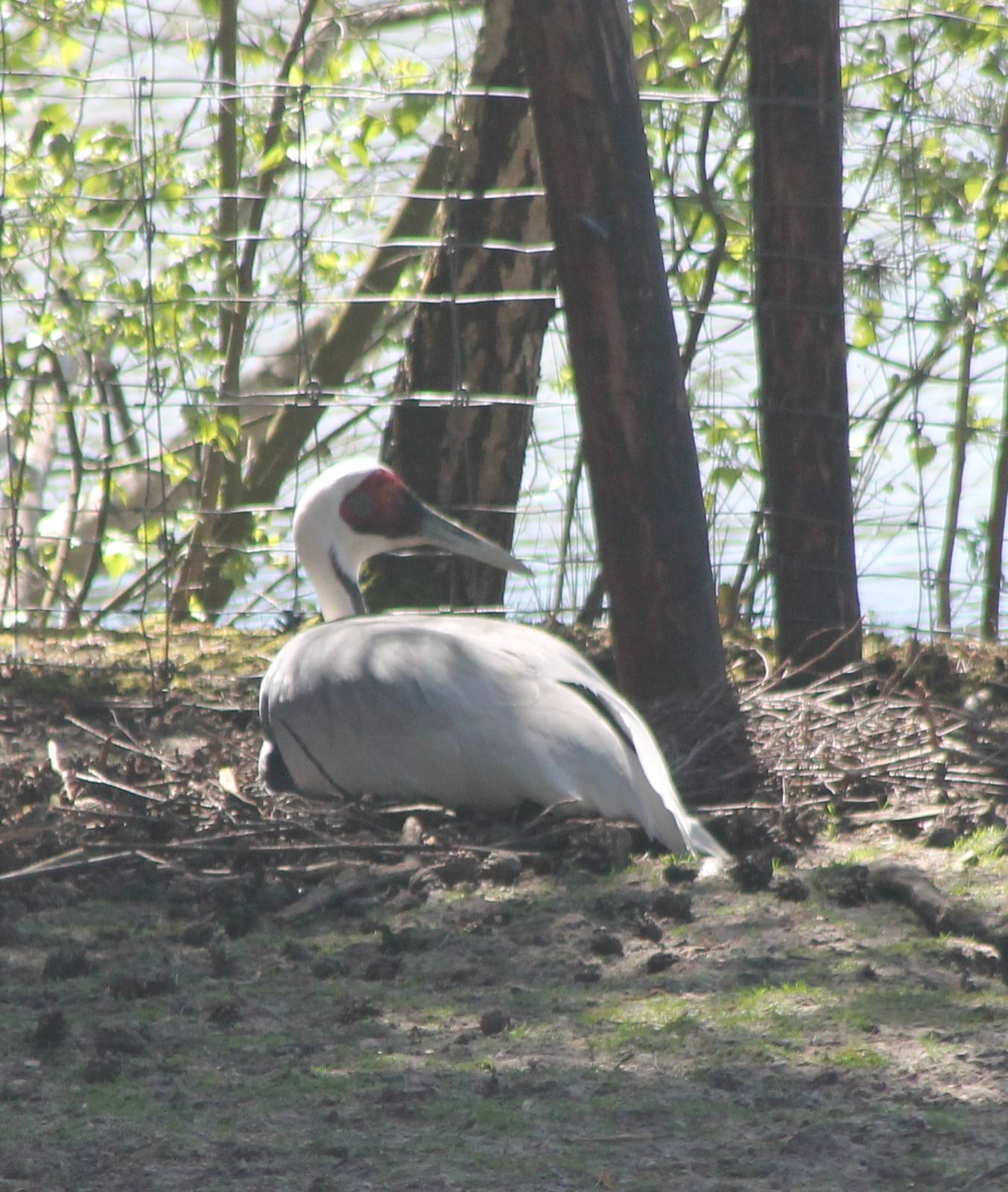 White-naped crane incubating