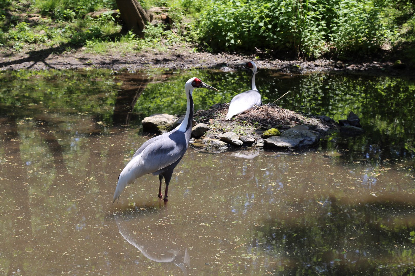 White-naped Crane Nesting