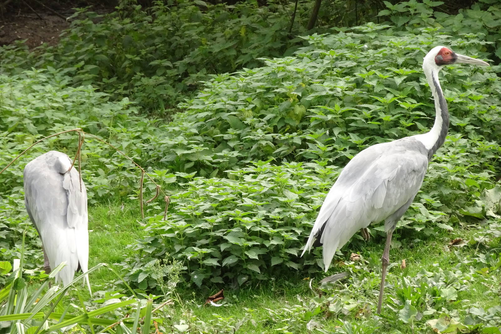 White-naped Crane, October 2016