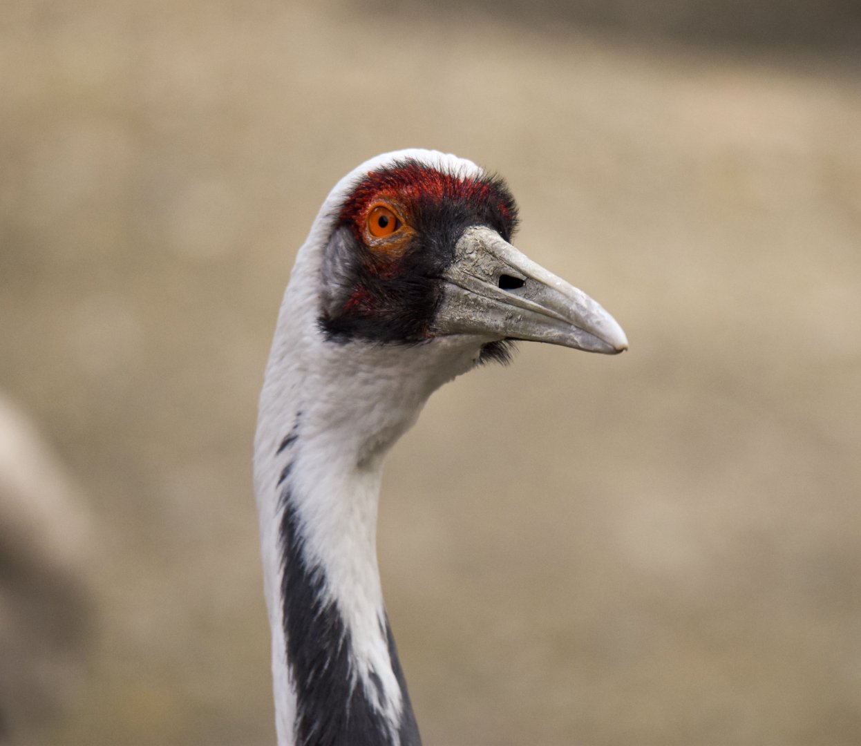 White-naped crane (October 2020)