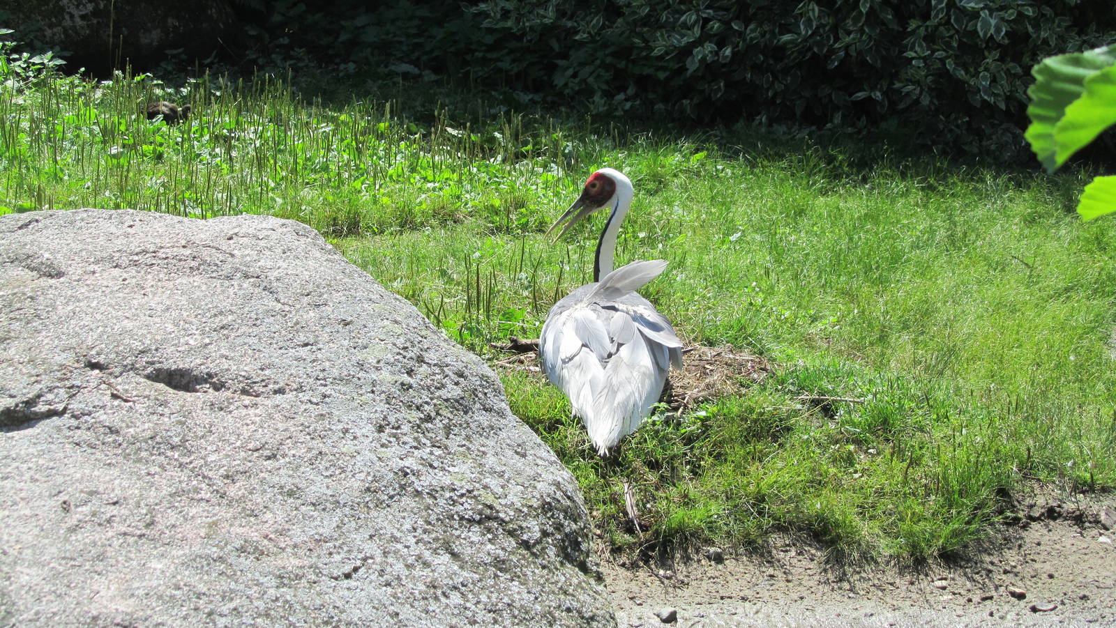 White-naped crane on its nest
