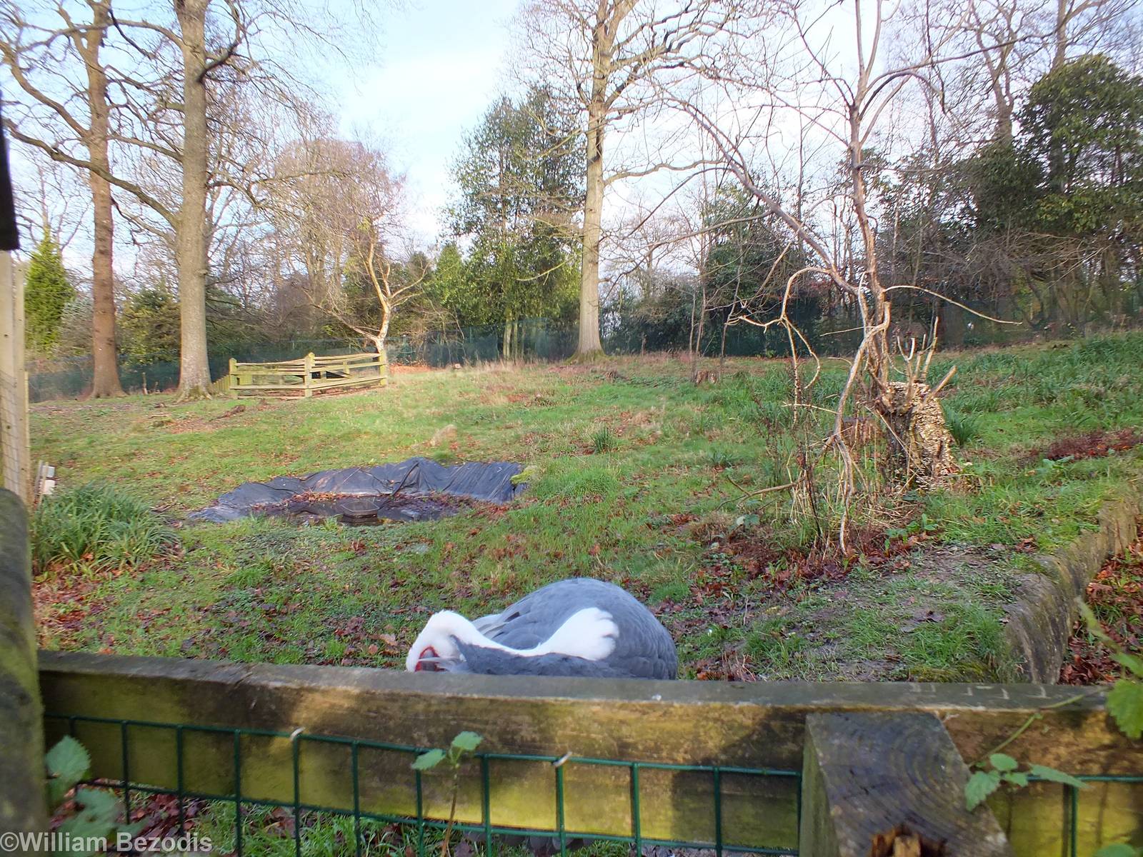 White-naped Crane Paddock