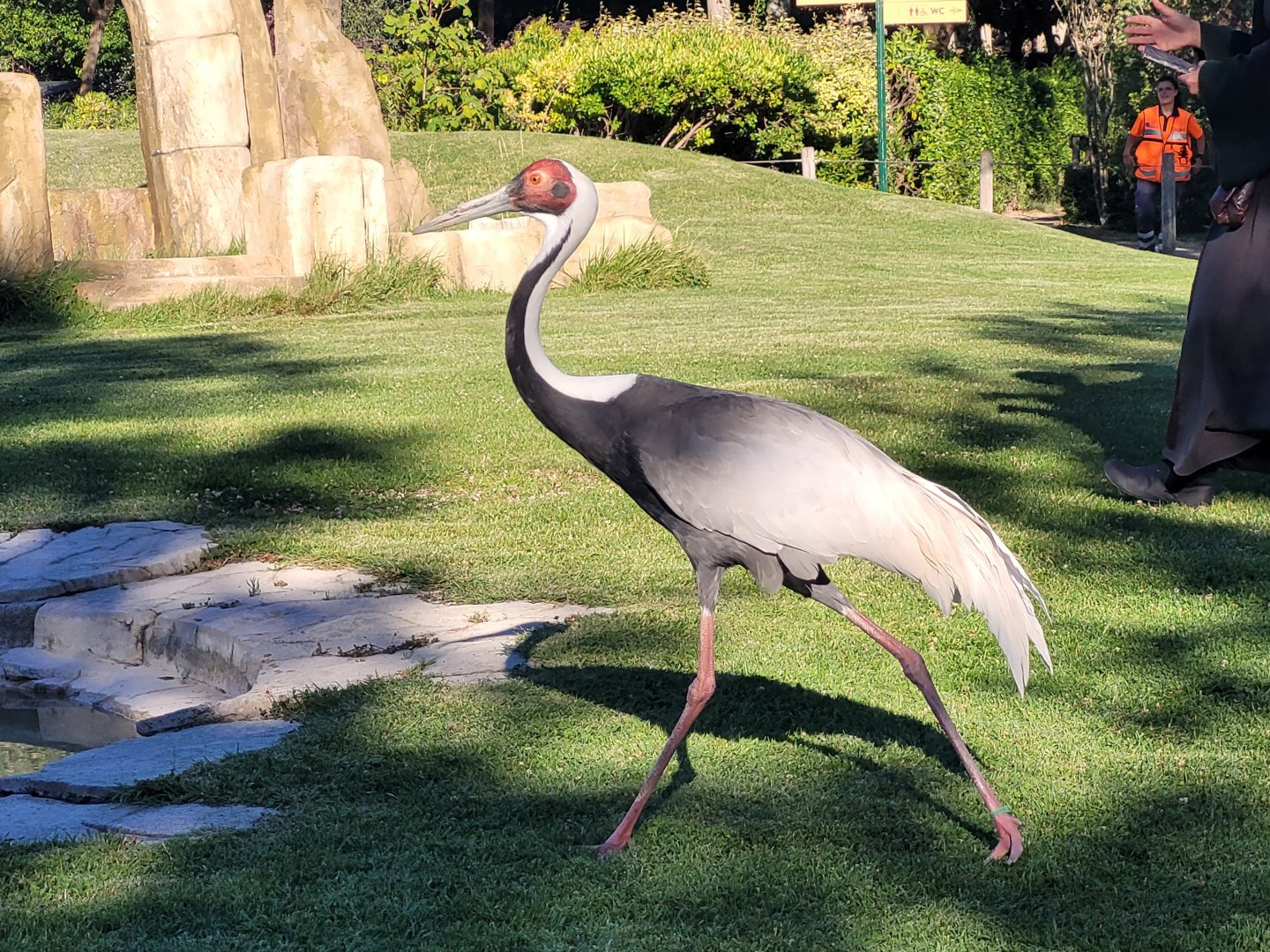 White-naped crane -Sendaviva (2024)