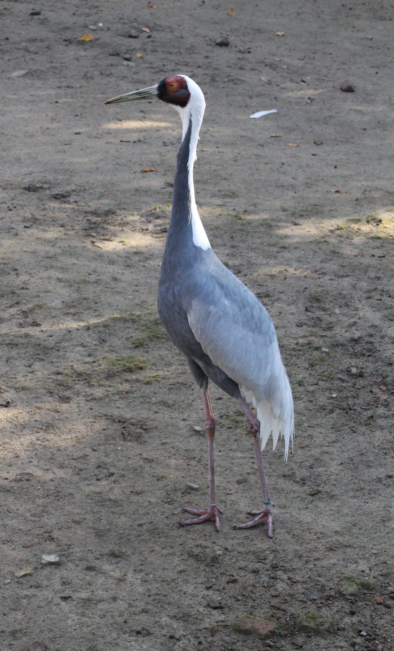 White-naped crane - Tierpark Hagenbeck