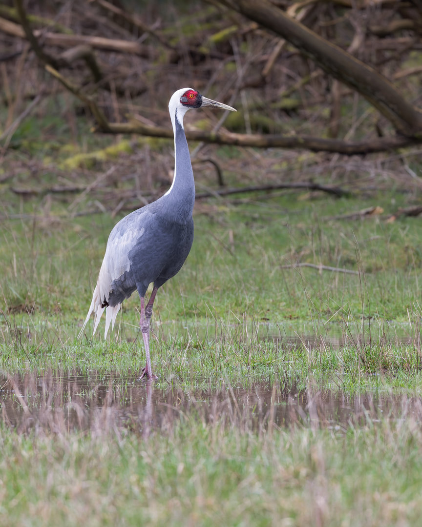 White-naped Crane / Watatunga / 1-4-23