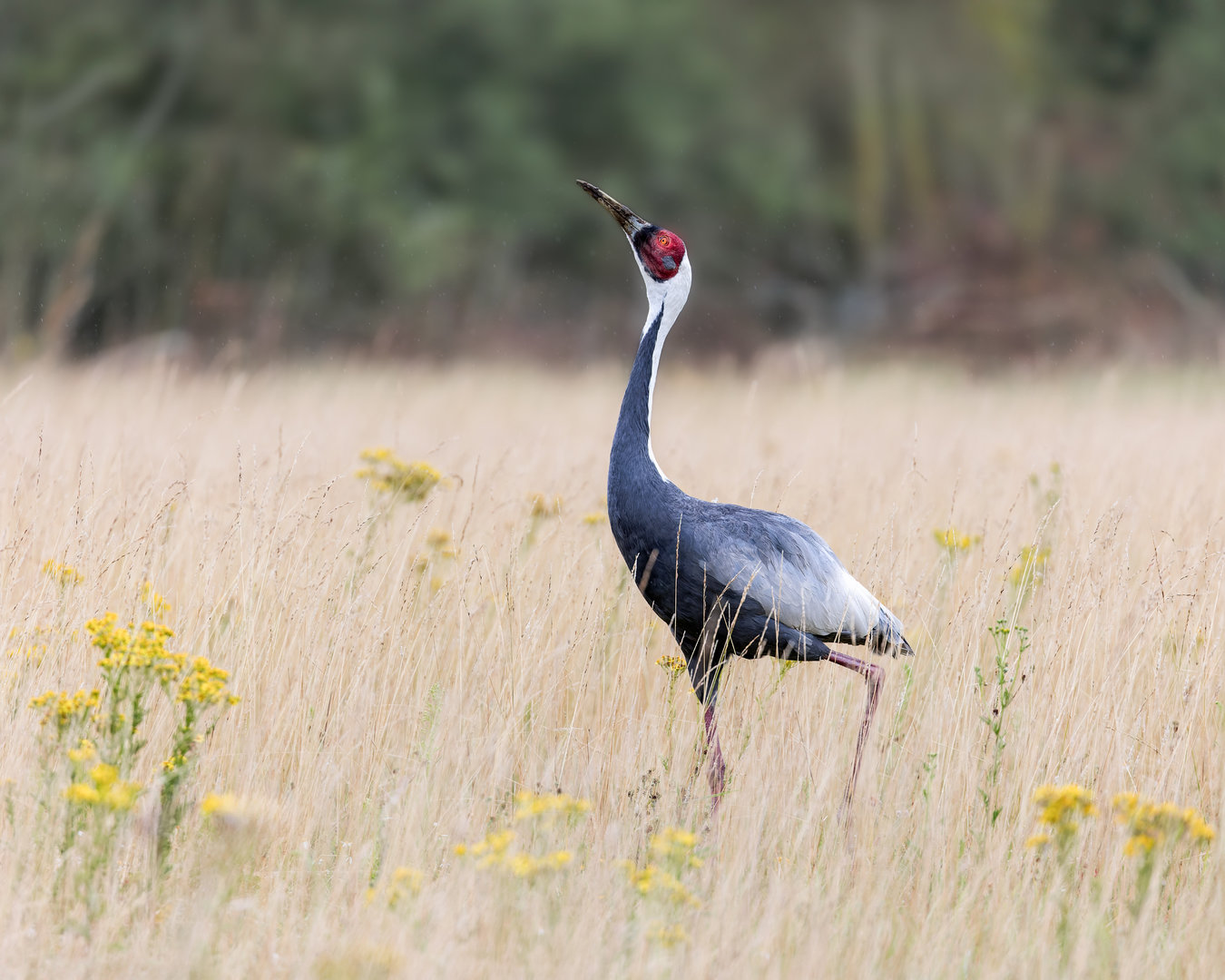 White-naped Crane / Watatunga / 30-7-23