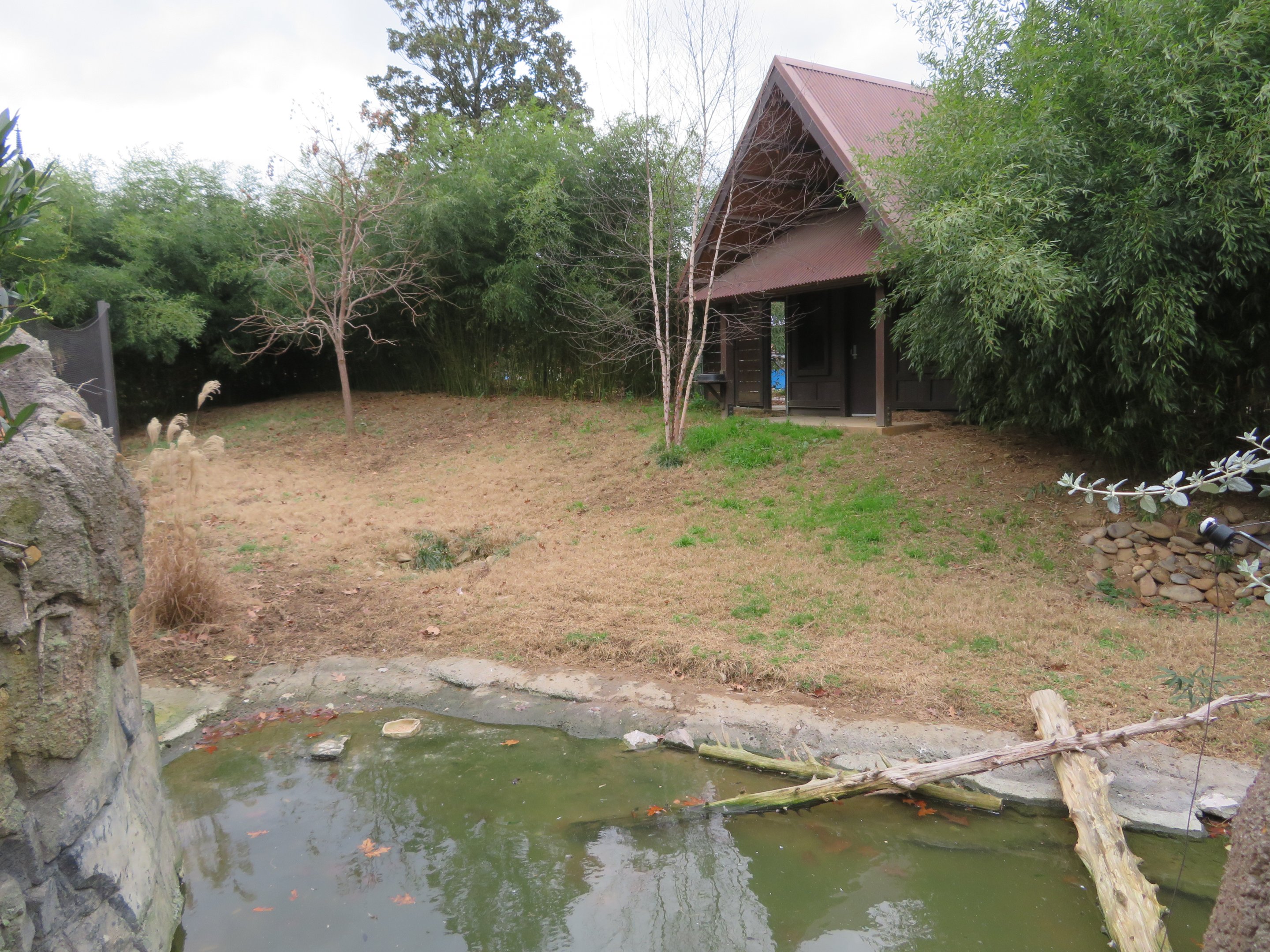 White-naped Crane/Waterfowl Yard