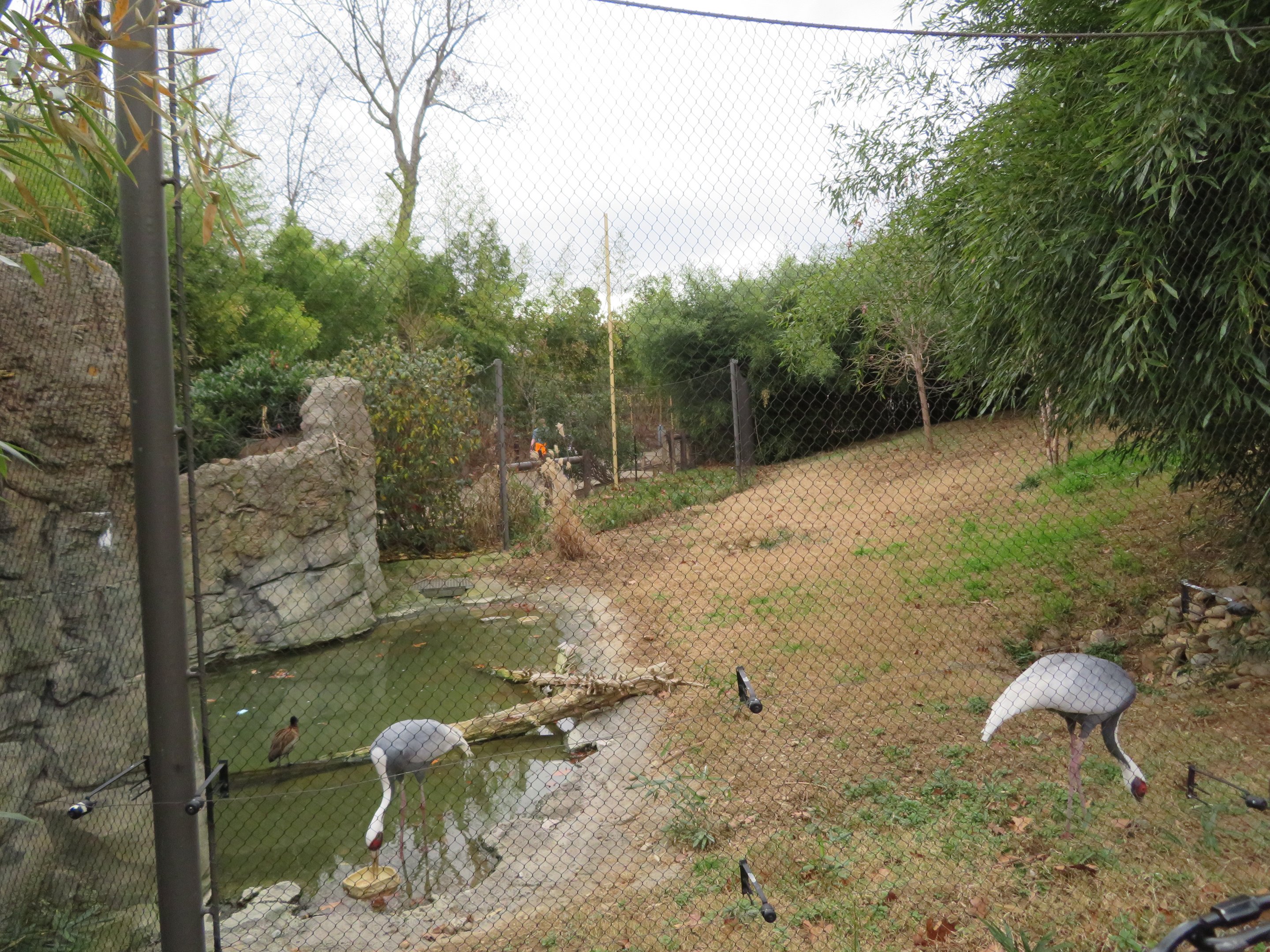 White-naped Crane/Waterfowl Yard