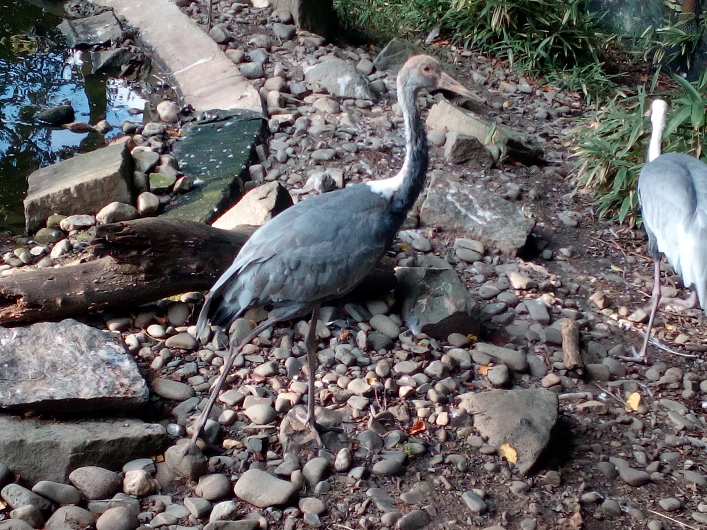 White-naped crane young-9/25