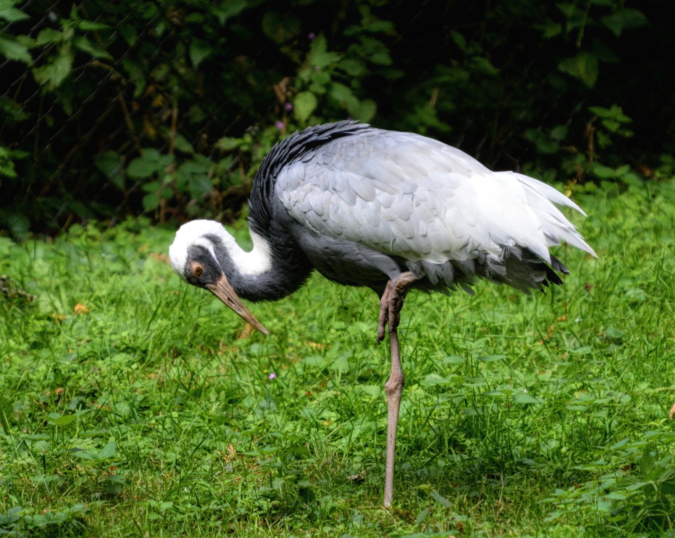 White Naped crane Young