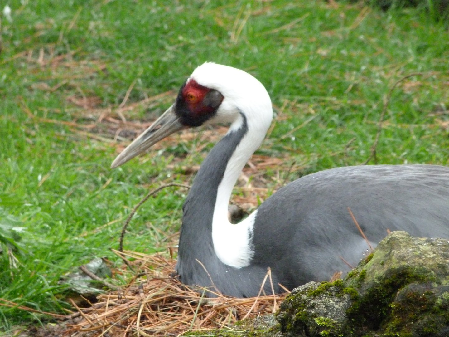 White-naped crane -ZooParc de Beauval (2025)
