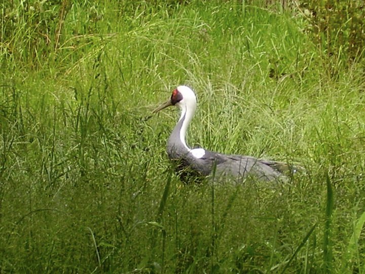 White Naped Crane.