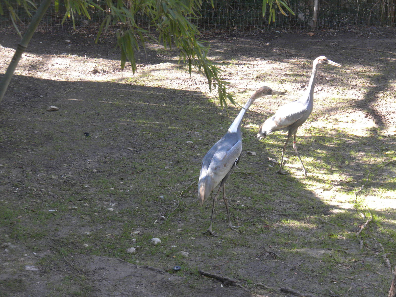 White-naped Crane
