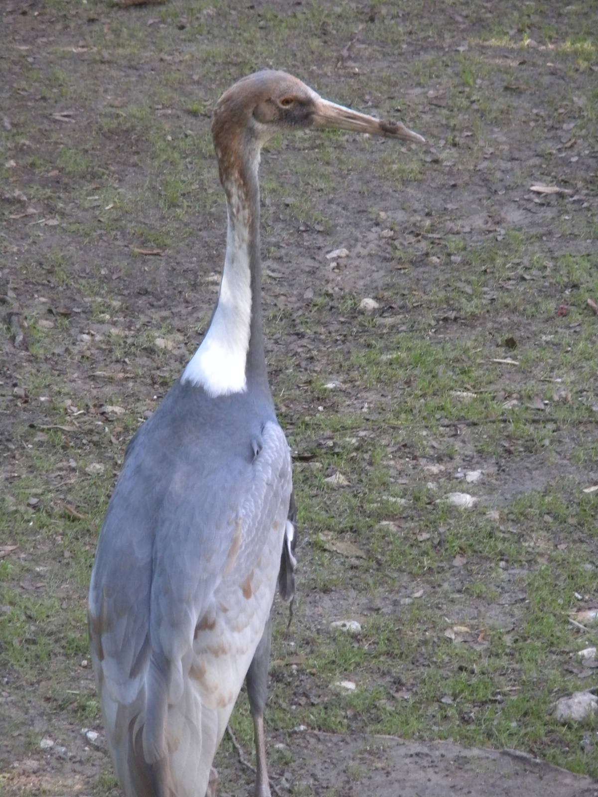 White-naped Crane