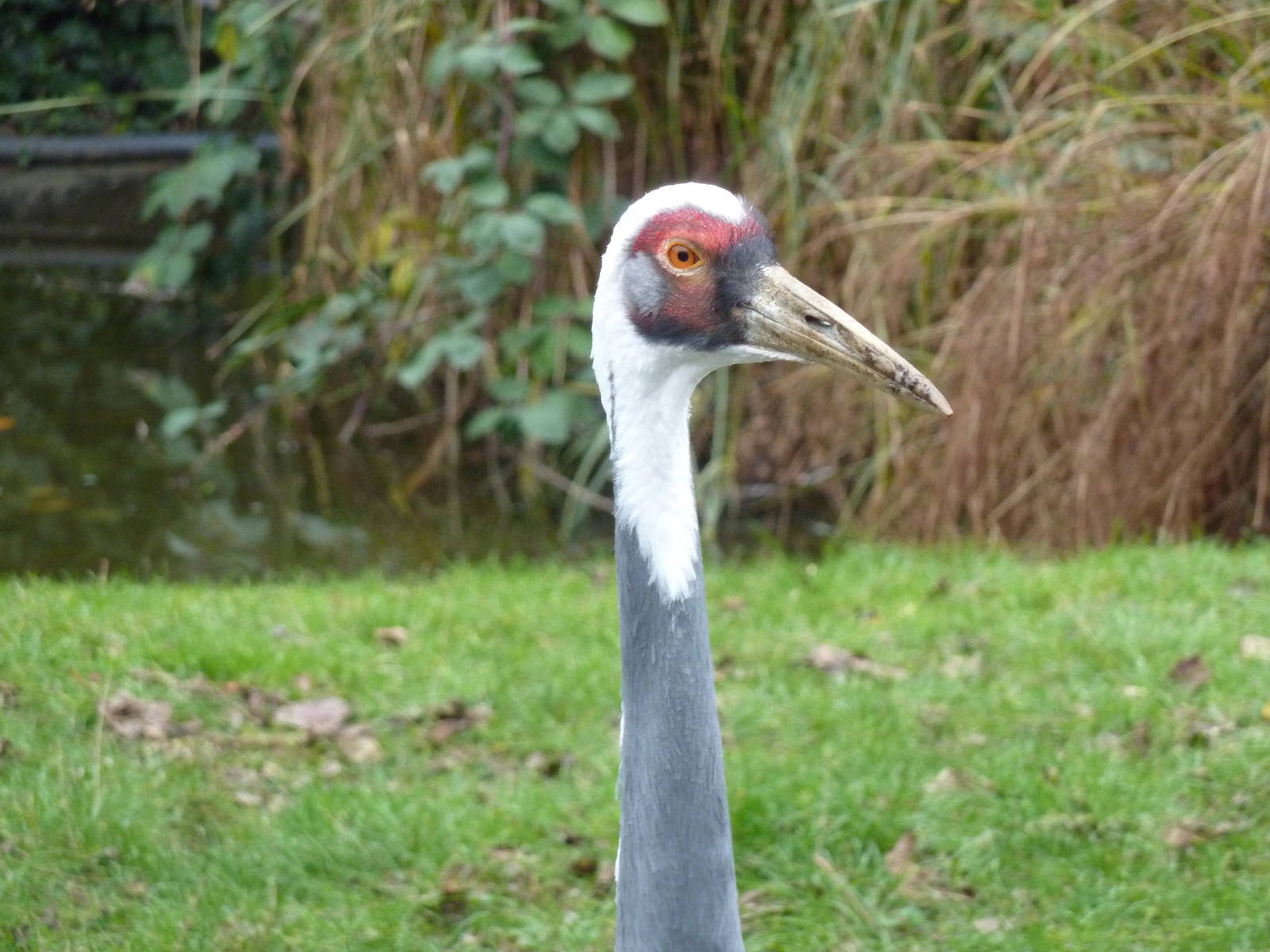 White-naped crane