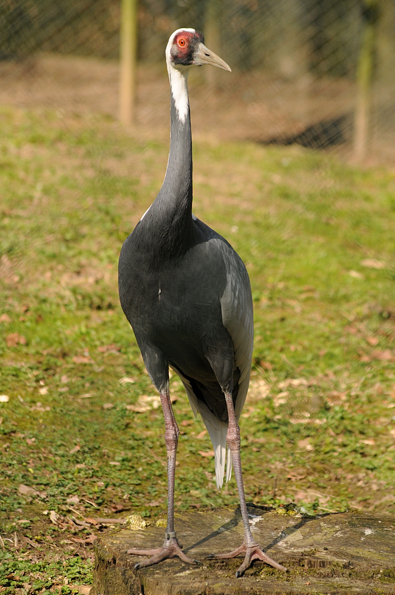 White-naped crane