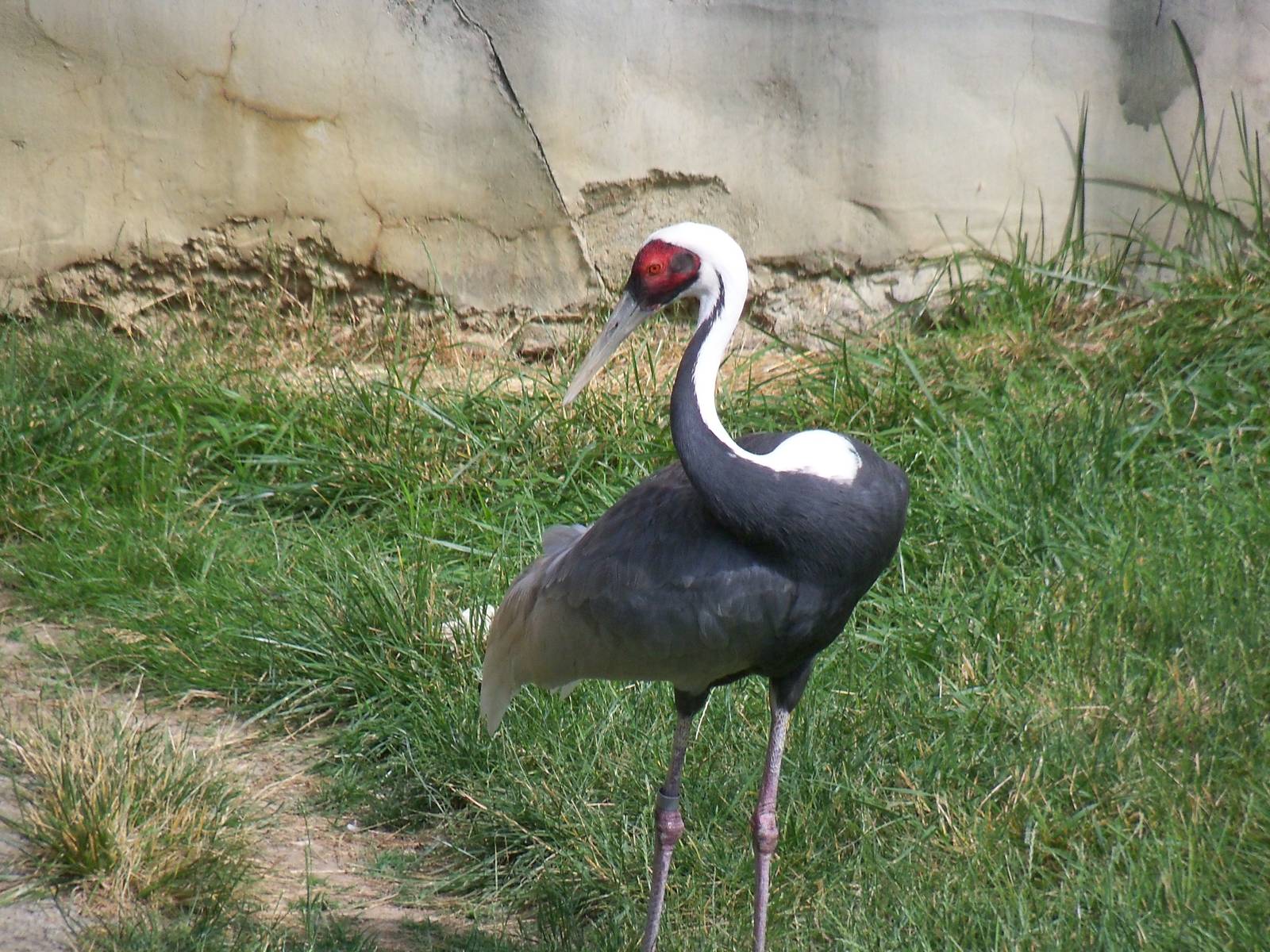 White-Naped Crane