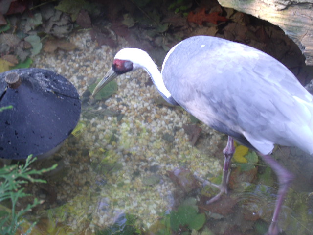 White-Naped Crane