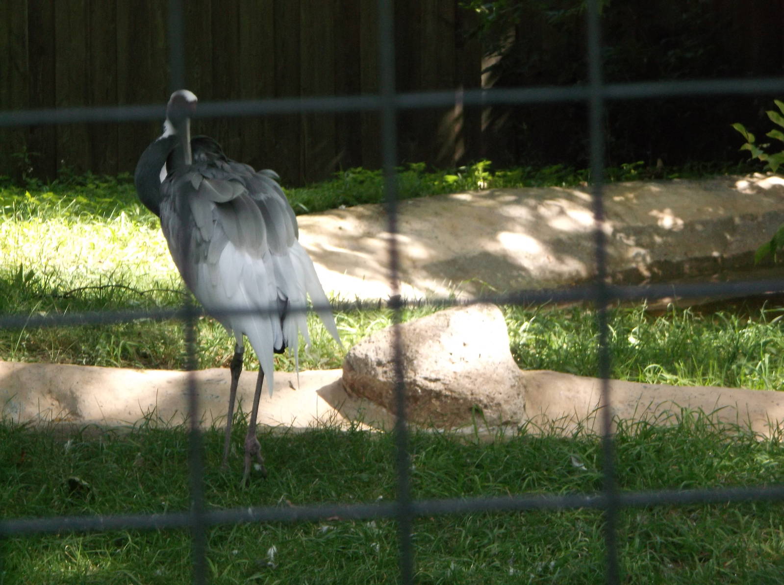 White-naped Crane