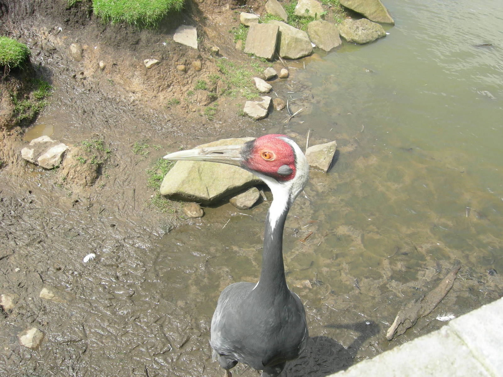 White naped Crane