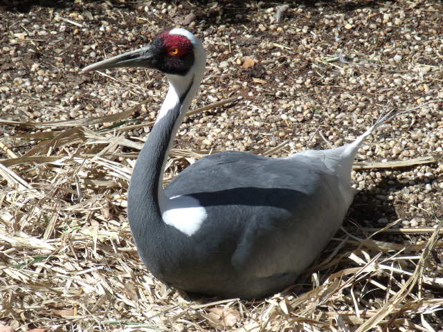 White-Naped Crane