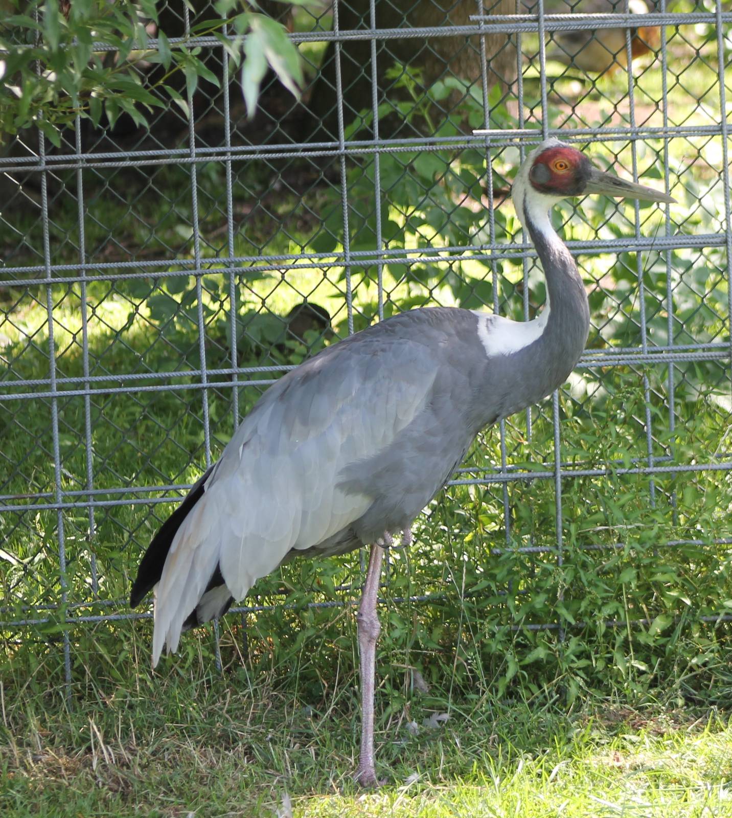 White-naped crane