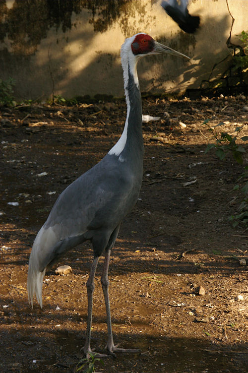 White-naped crane