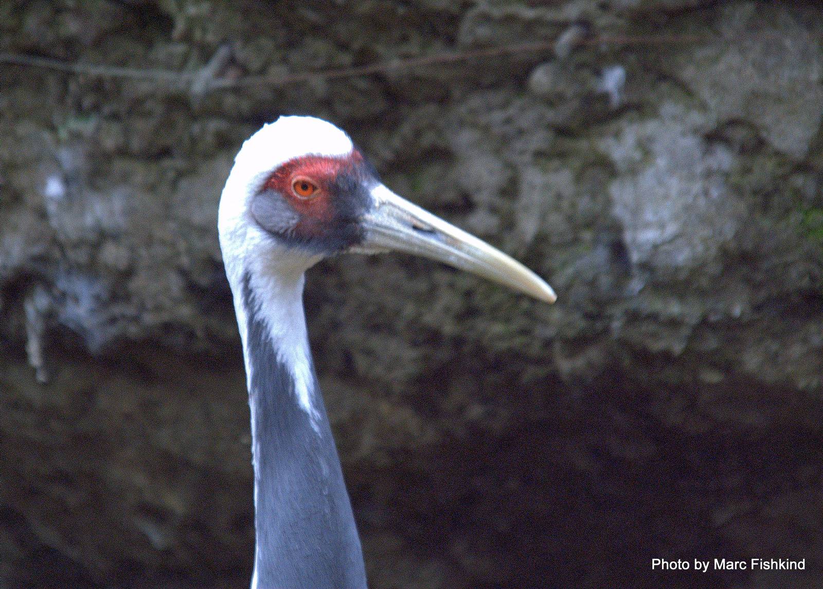 White naped crane