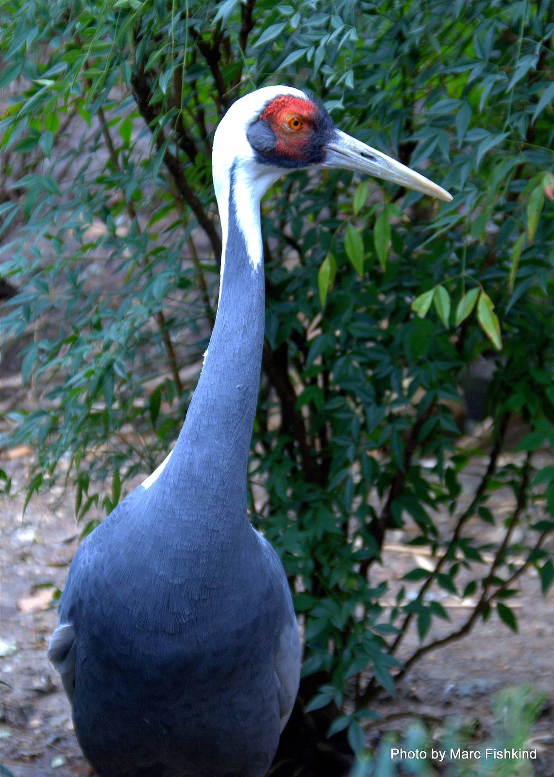 White naped crane