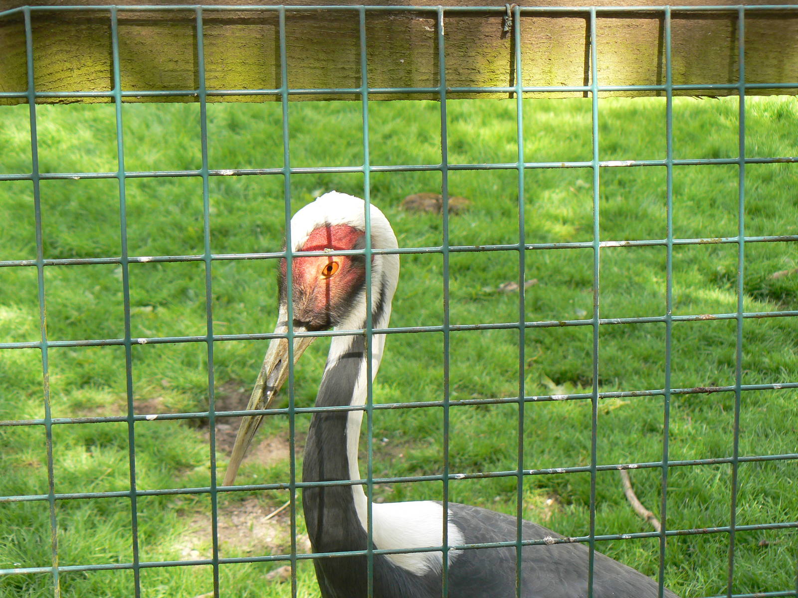 White-naped Crane