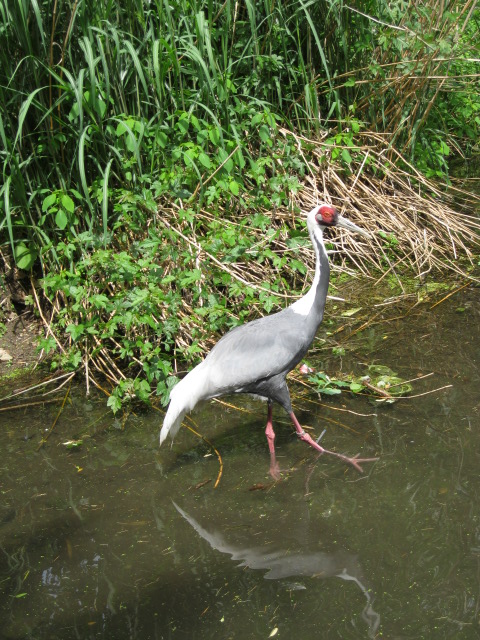 White-Naped Crane