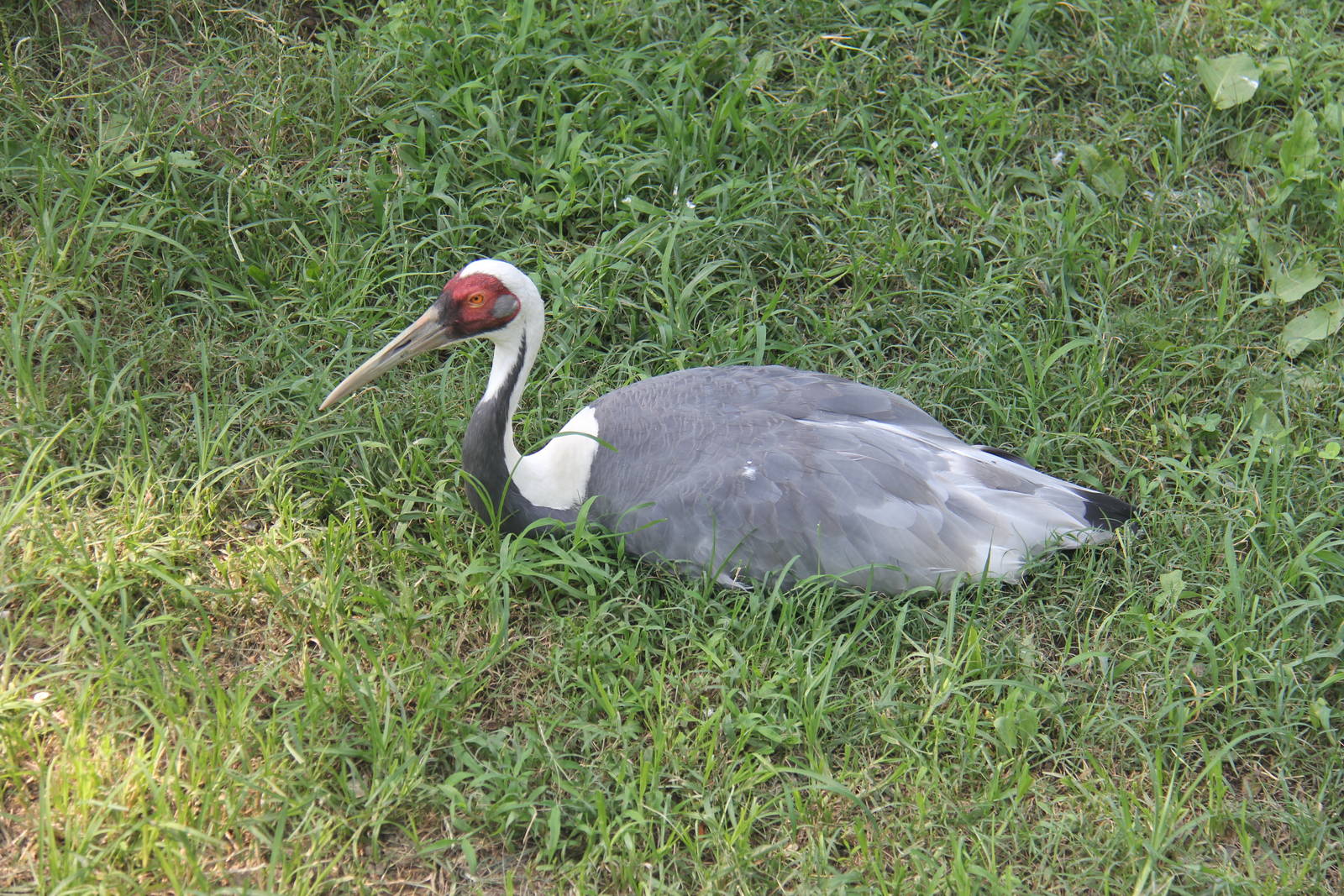 White-naped crane